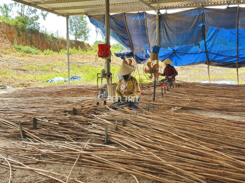 Cây mây giữ vỏ