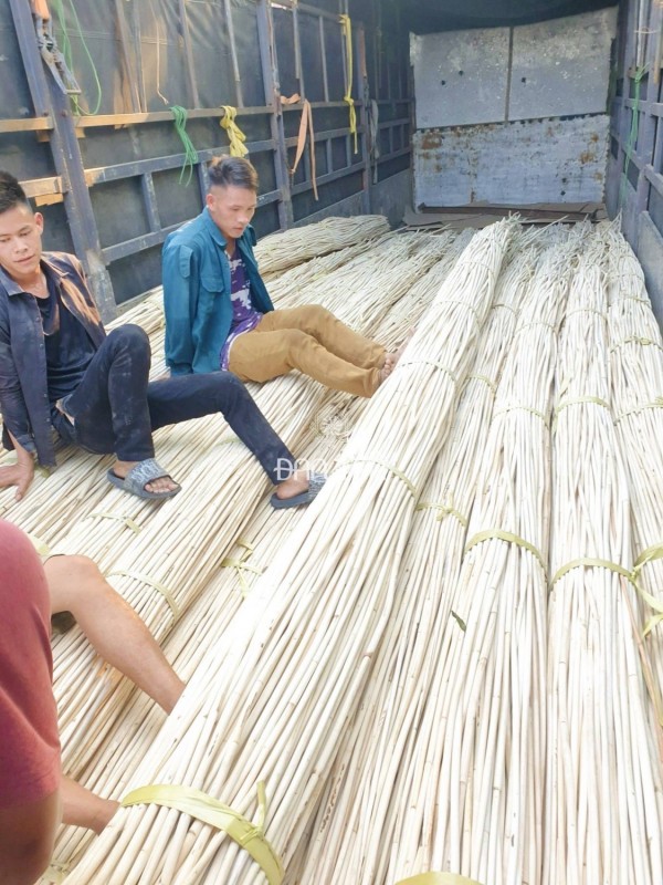 Cây mây ruột bóc bỏ