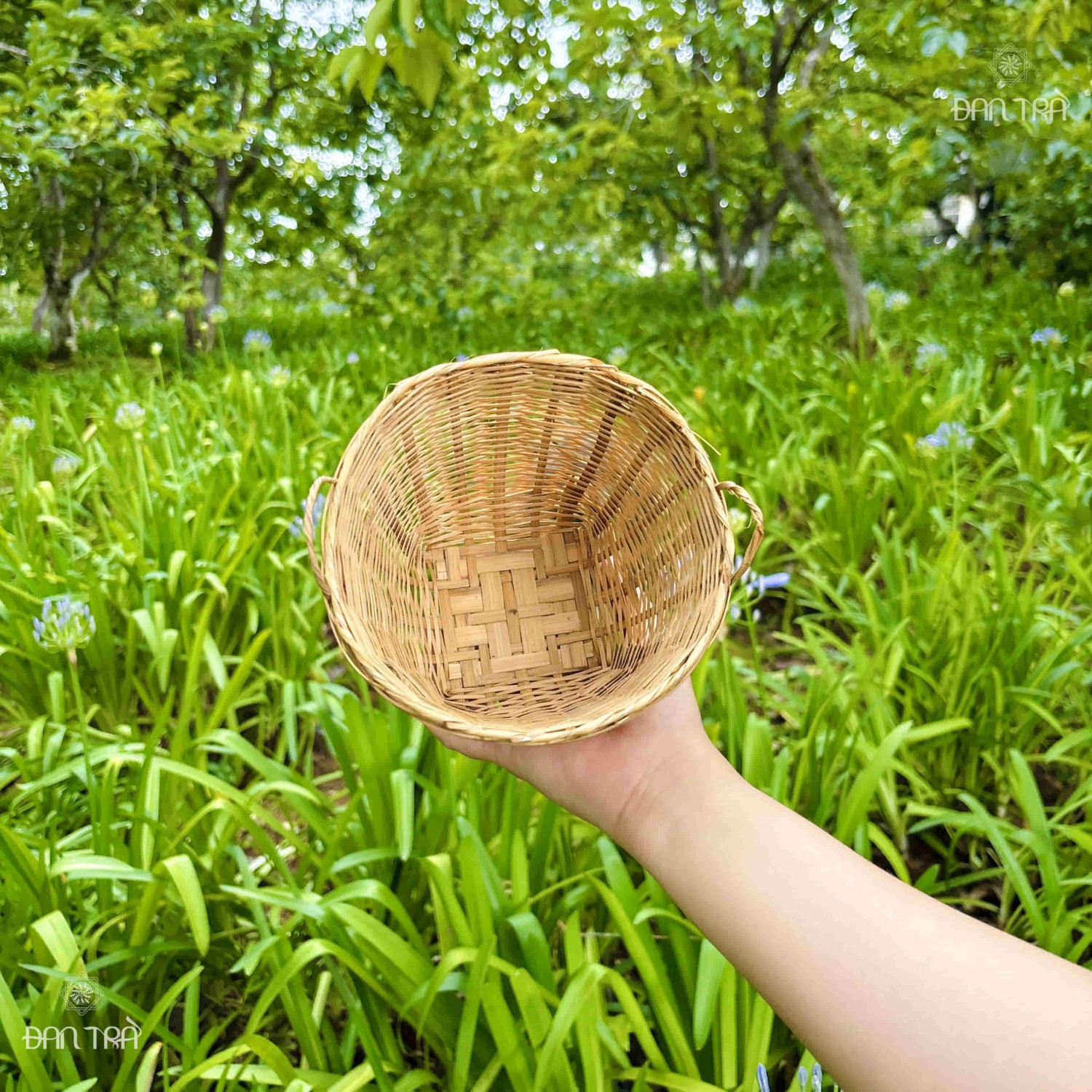 sọt tre