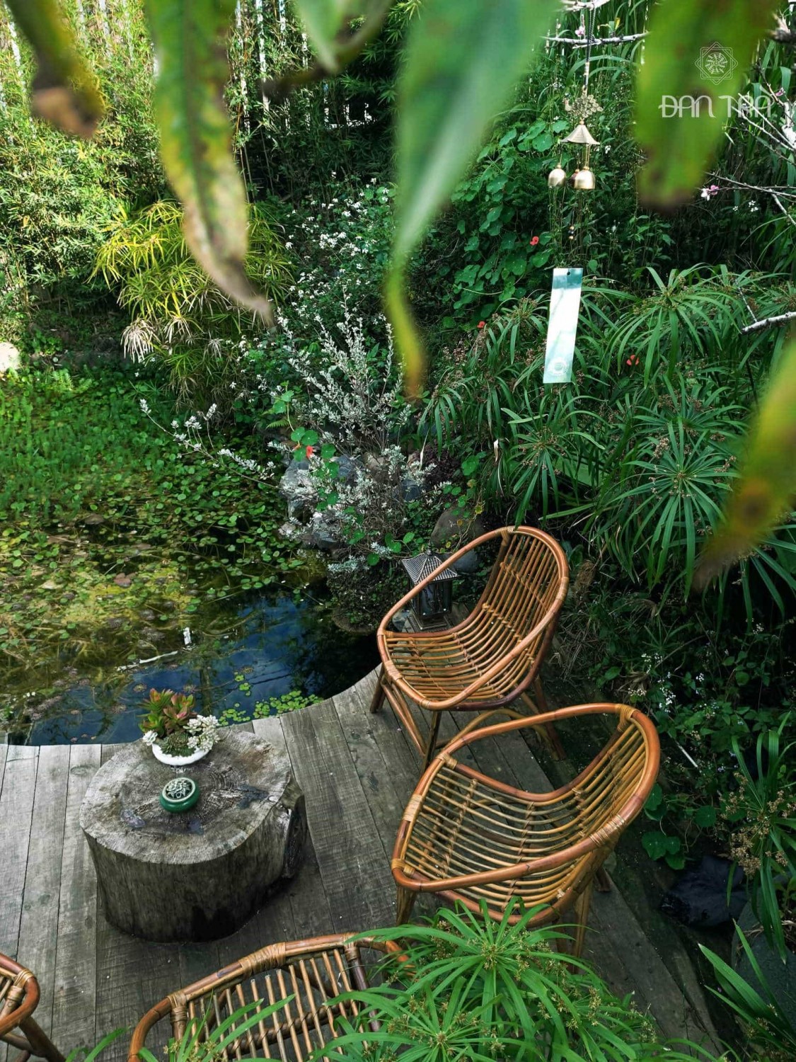 ghế mây sò