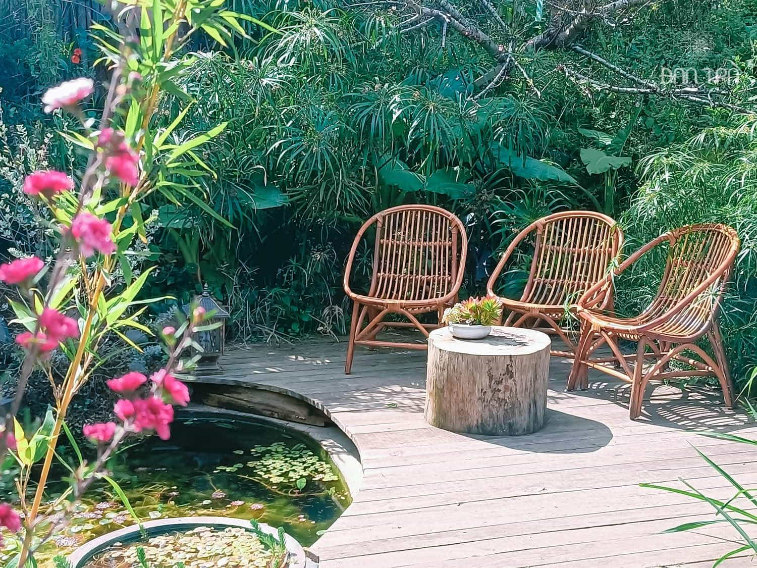 ghế mây sò