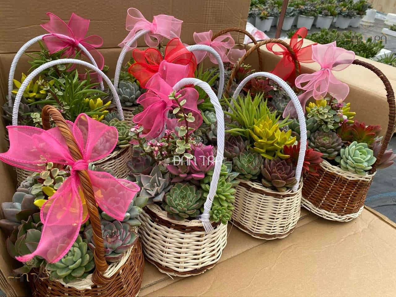 Sỉ, lẻ giỏ mây đựng sen đá giá tại xưởng sản xuất