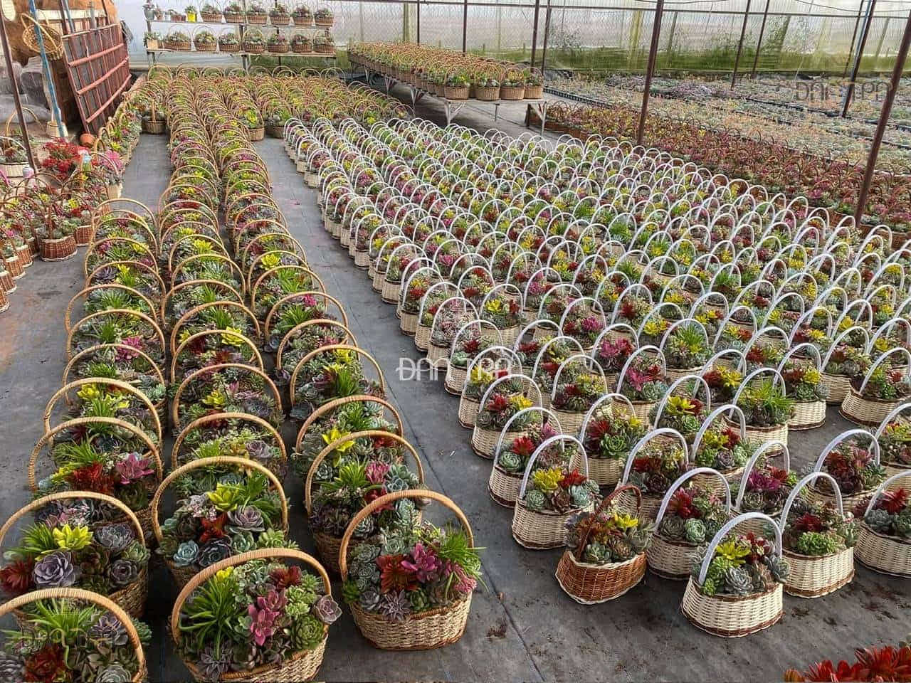 Sỉ, lẻ giỏ mây đựng sen đá giá tại xưởng sản xuất