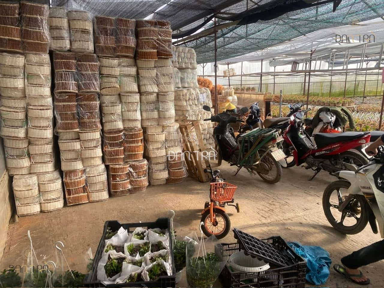 Sỉ, lẻ giỏ mây đựng sen đá giá tại xưởng sản xuất
