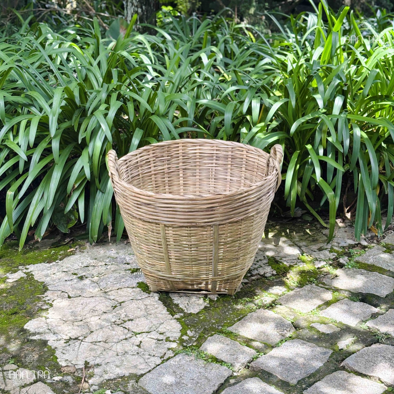 sọt tre