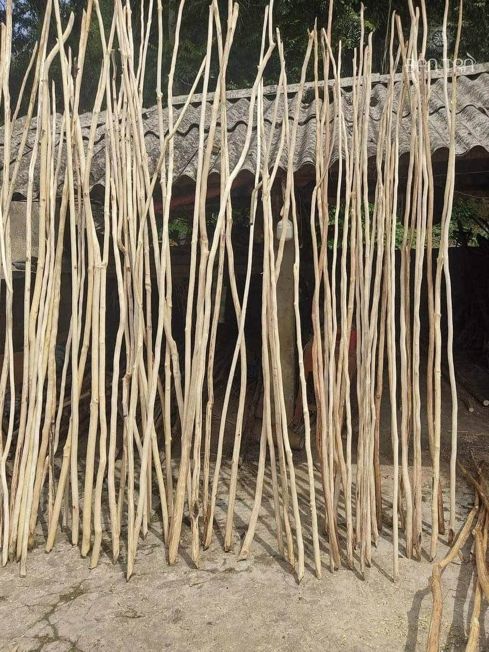 Cây rừng giá rẻ trang trí vách trần quán cafe, homestay đẹp