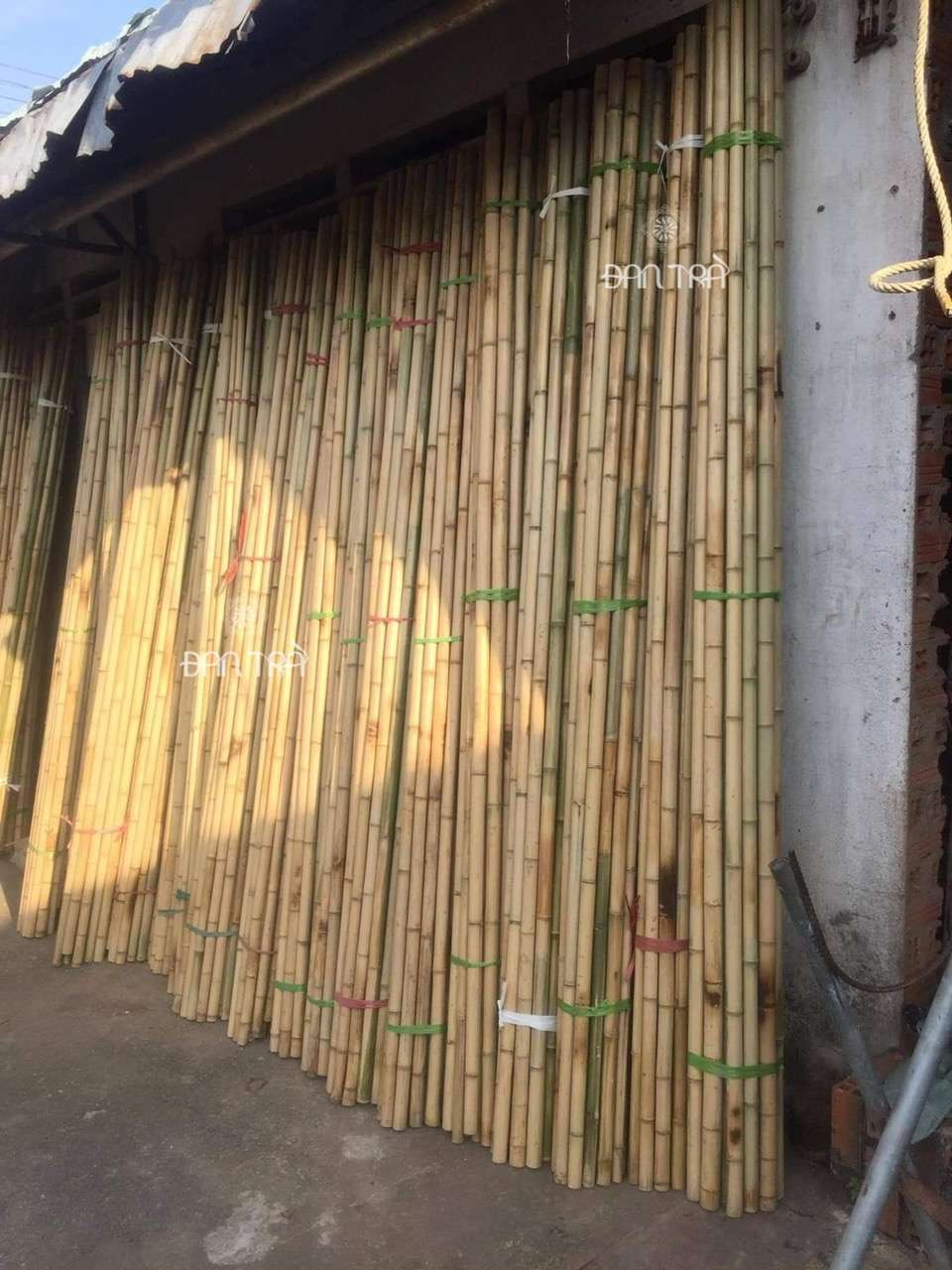 cây tre